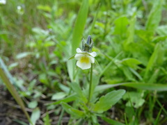 Viola arvensis