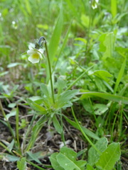 Viola arvensis
