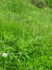 Chaerophyllum prescottii