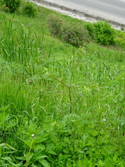 Chaerophyllum prescottii