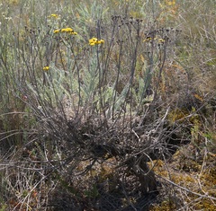 Tanacetum achilleifolium