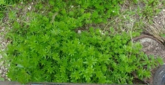 Galium mollugo