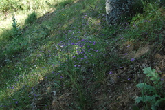 Campanula lusitanica