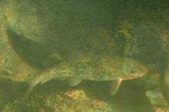 Pantosteus santaanae