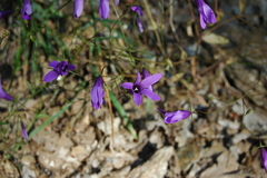 Campanula lusitanica