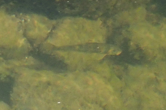 Pantosteus santaanae