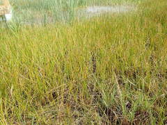 Eleocharis quadrangulata