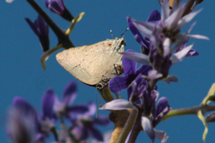 Parrhasius polibetes