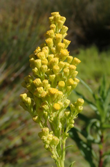 Solidago confinis