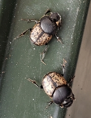 Onthophagus nuchicornis