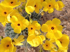 Arctomecon californica