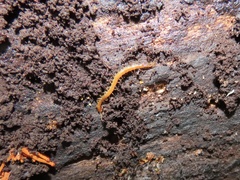 Cryptops leucopodus