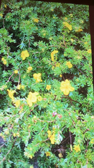 Dasiphora fruticosa