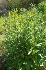 Solidago confinis