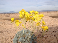 Arctomecon californica