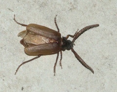 Prionus debilis