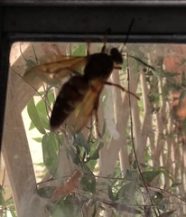 Sphecius