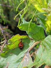 Hippodamia quinquesignata