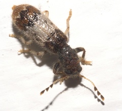 Pelonium leucophaeum