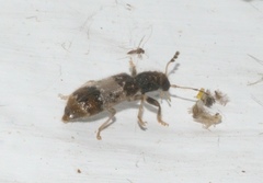 Pelonium leucophaeum