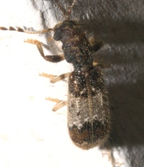 Pelonium leucophaeum