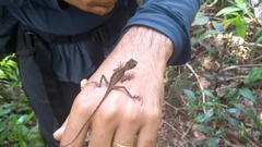 Enyalius