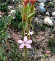 Dianthus pungens