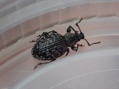 Otiorhynchus tristis