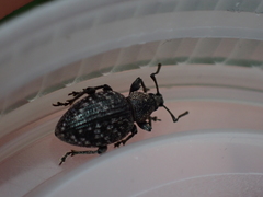 Otiorhynchus tristis