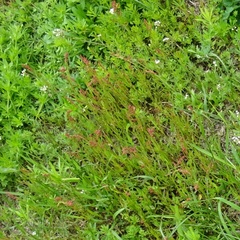Rumex acetosella