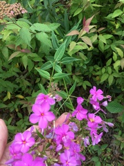 Phlox glaberrima