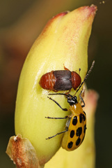 Caplothorax melanopterus