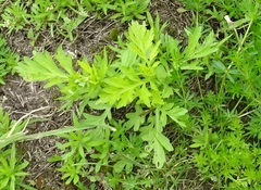 Artemisia vulgaris