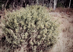 Senna artemisioides artemisioides