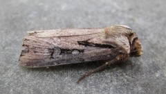 Agrotis volubilis