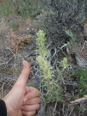 Castilleja pilosa pilosa
