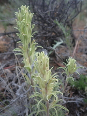 Castilleja pilosa pilosa