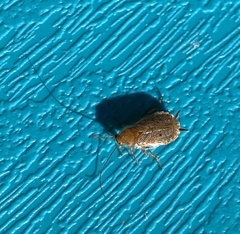 Ectobius lapponicus