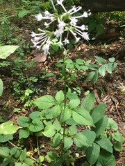 Valeriana pauciflora