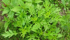 Artemisia vulgaris