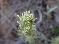 Castilleja pilosa pilosa