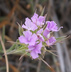 Dianthus pseudarmeria