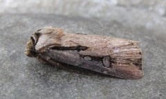 Agrotis volubilis