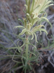 Castilleja pilosa pilosa