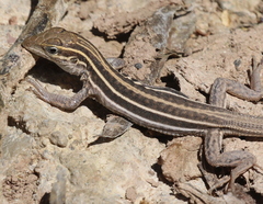 Aspidoscelis uniparens