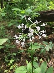 Valeriana pauciflora