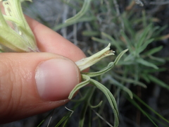 Castilleja pilosa pilosa