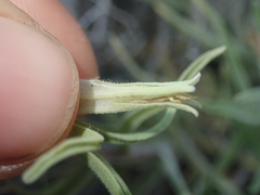 Castilleja pilosa pilosa