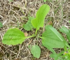 Plantago major