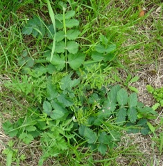 Pimpinella saxifraga